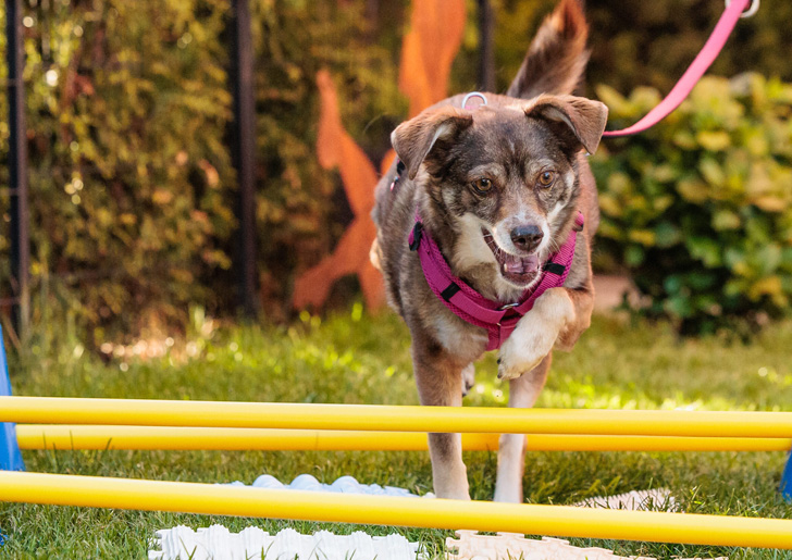 Hunde als Patienten in meiner mobilen Kleintierphysiotherapie in Pliening: Stephanie Schambeck