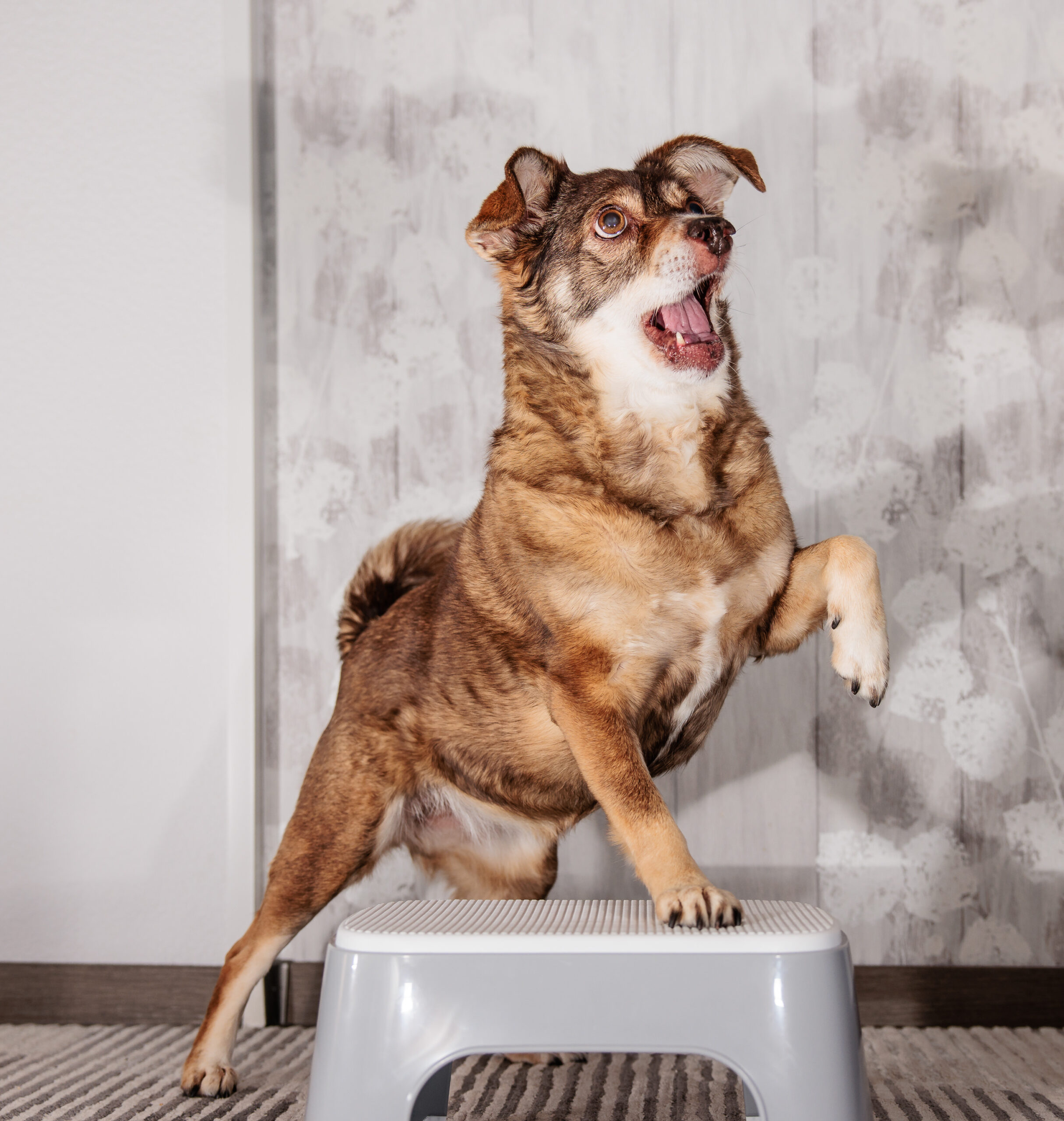 Training mit Hund. Mobile Kleintierphysiotherapie für Hunde & Katzen aus Pliening: Stephanie Schambeck