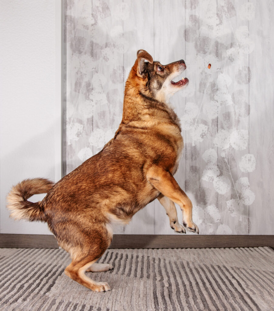 Hund beim Training in der mobilen Kleintierphysiotherapie aus Pliening: Stephanie Schambeck